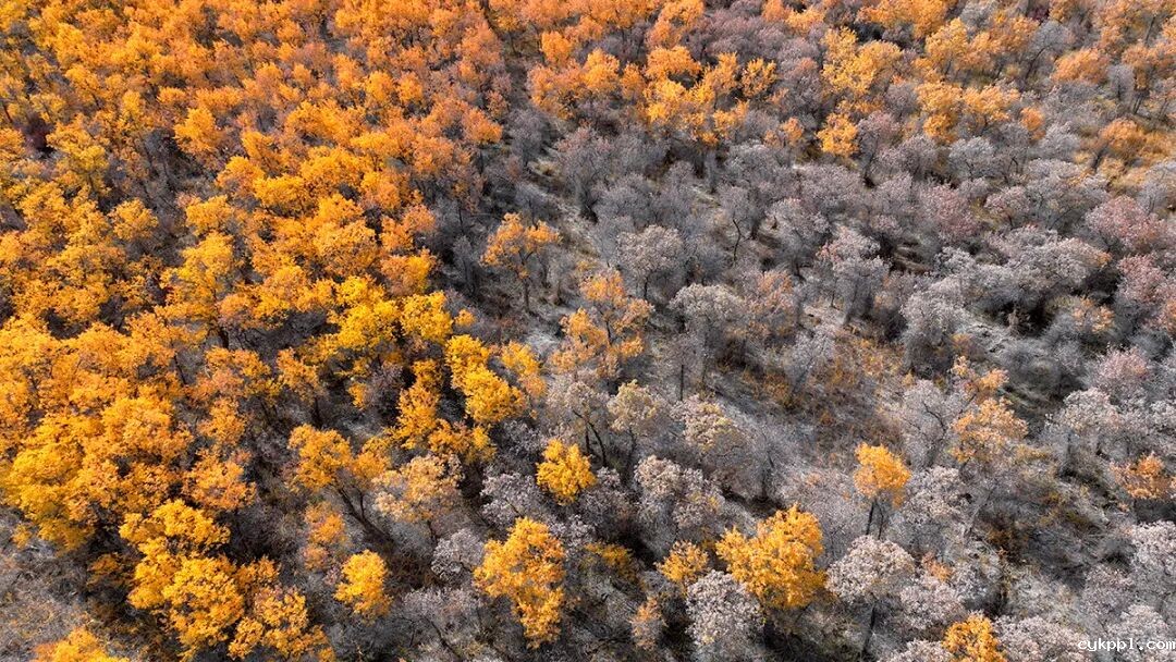 走进新疆阿拉尔，看昔日荒漠变绿洲的生态发展奇迹