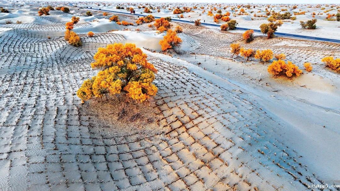 走进新疆阿拉尔，看昔日荒漠变绿洲的生态发展奇迹