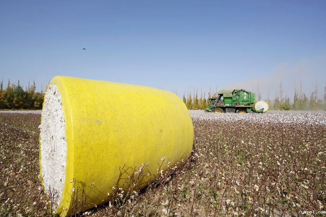 走进新疆阿拉尔，看昔日荒漠变绿洲的生态发展奇迹