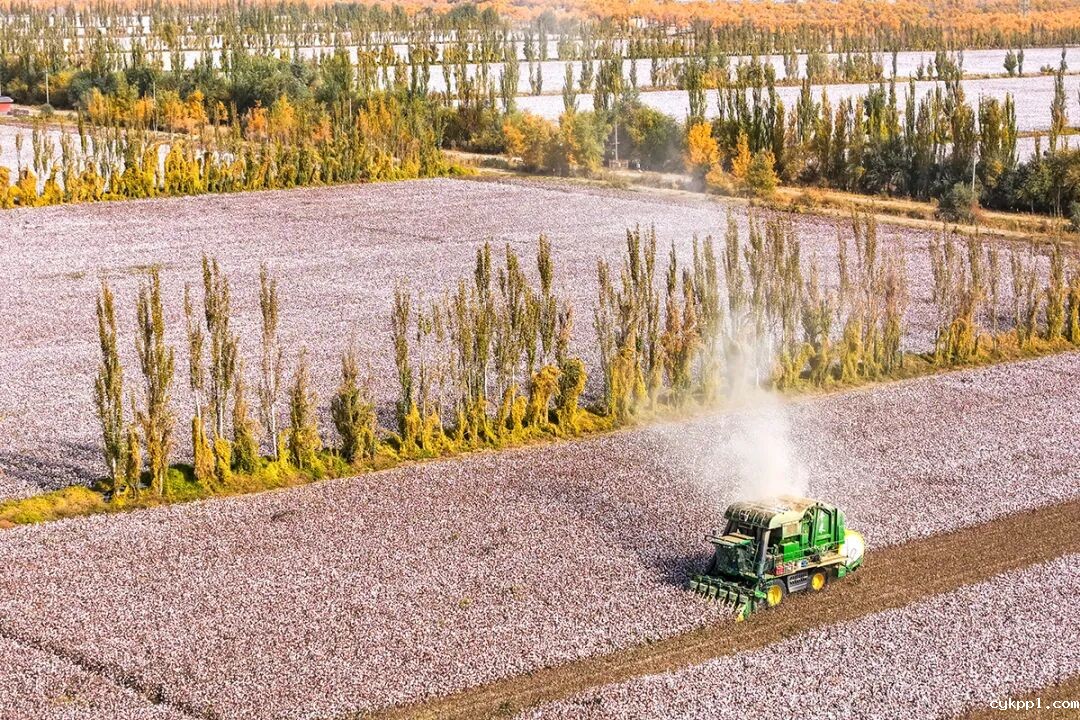 走进新疆阿拉尔，看昔日荒漠变绿洲的生态发展奇迹