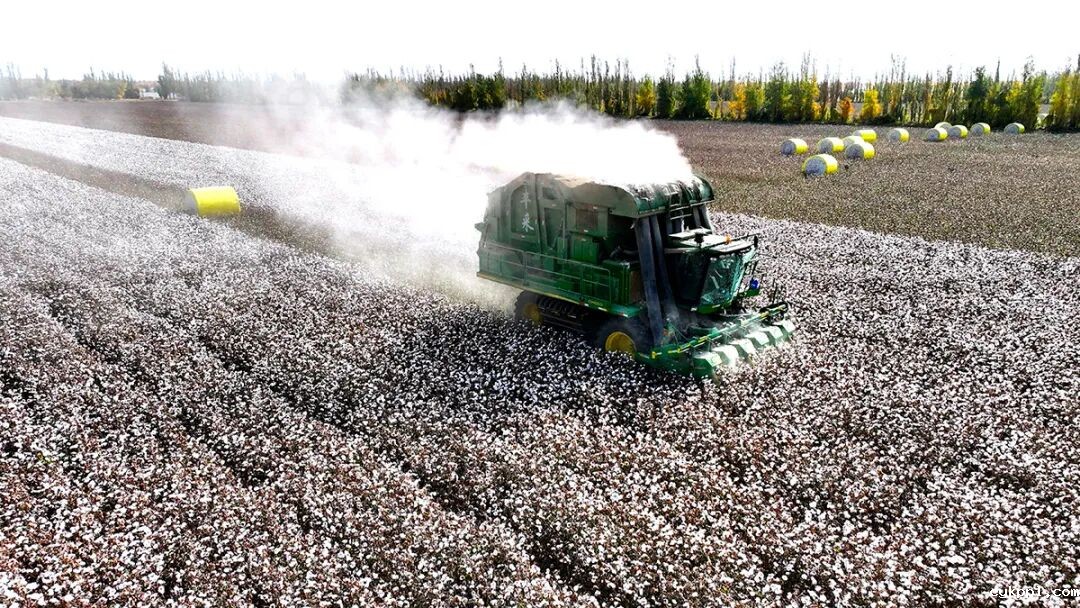 走进新疆阿拉尔，看昔日荒漠变绿洲的生态发展奇迹