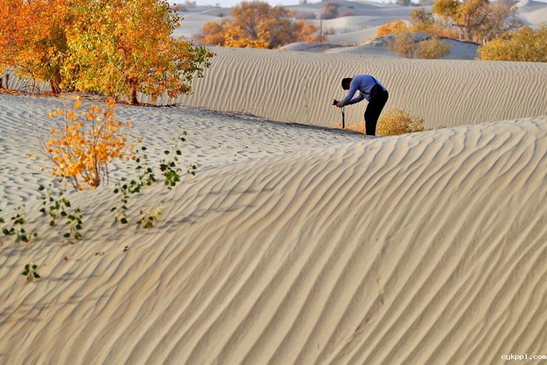 走进新疆阿拉尔，看昔日荒漠变绿洲的生态发展奇迹