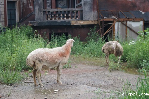 1620万像素入门旗舰 索尼A35评测首发 