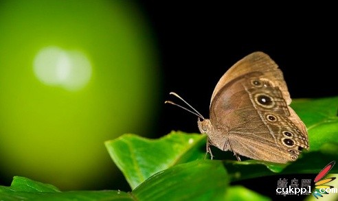 使用专用备1:1放大能力的专用微距镜头所拍摄的摄影作品