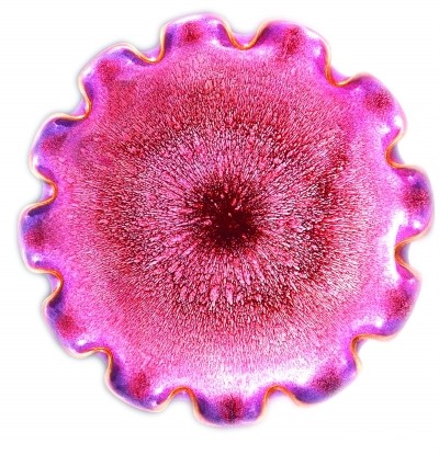 荷口盘·霜菊（局部）