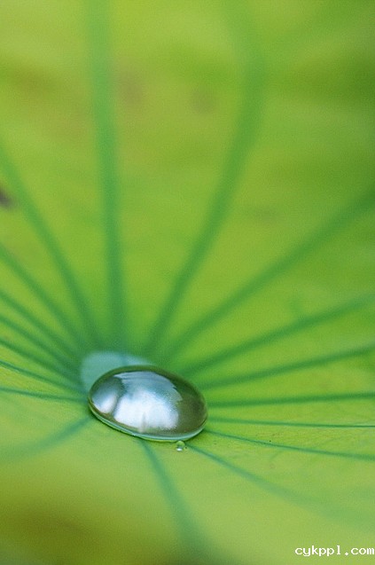 摄影技巧：清水出芙蓉 换种思路拍荷花