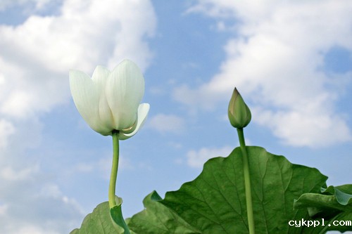 摄影技巧：清水出芙蓉 换种思路拍荷花