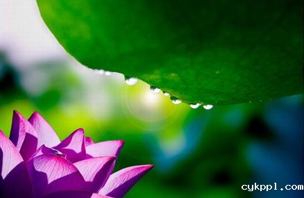 摄影技巧：清水出芙蓉 换种思路拍荷花