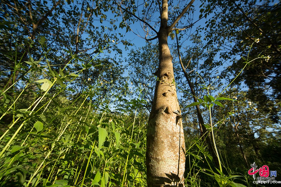 傣纸工艺：来自西双版纳的古老造纸术