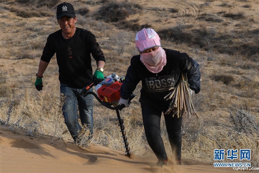 种植沙柳治沙漠