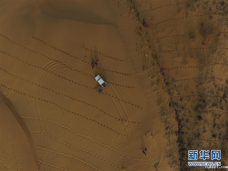 种植沙柳治沙漠