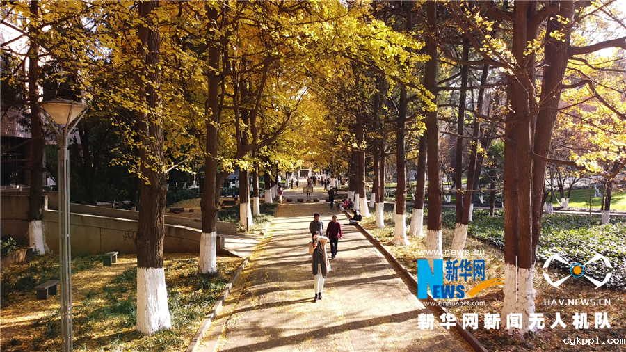 航拍云南大学银杏道 金黄银杏点“燃”昆明暖冬