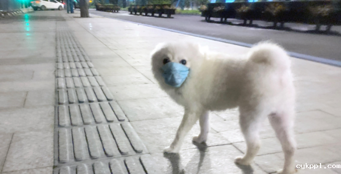 戴口罩的“妙妙” 戴口罩的“妙妙”