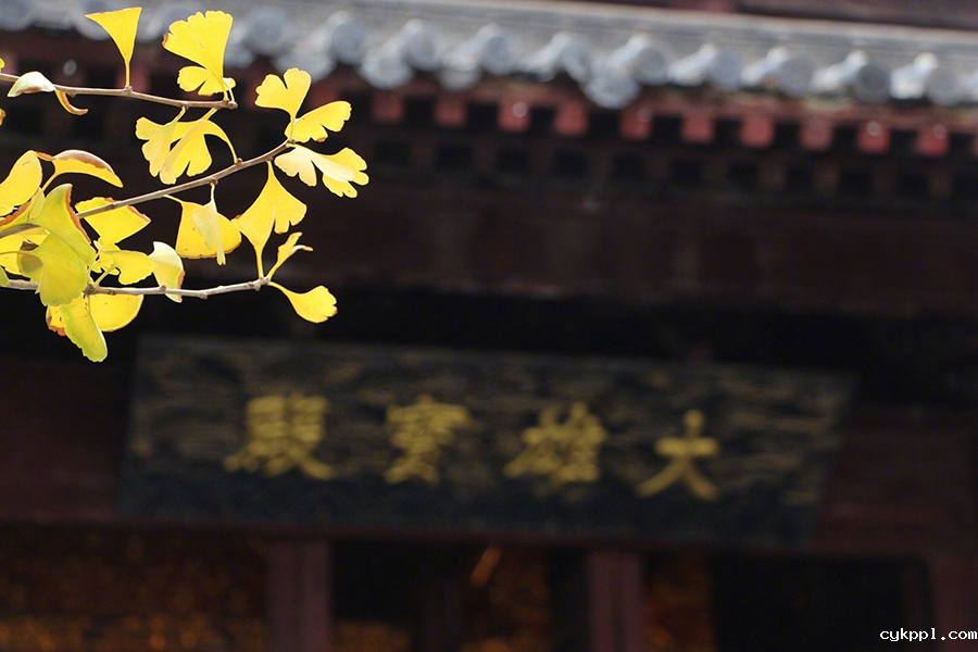 初冬玉泉山 千年古刹银杏飘黄