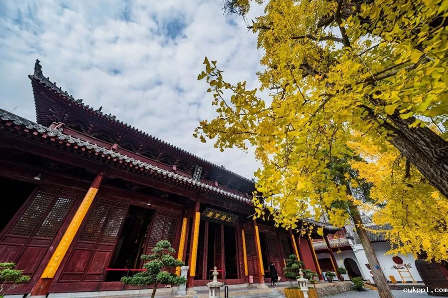 初冬玉泉山 千年古刹银杏飘黄