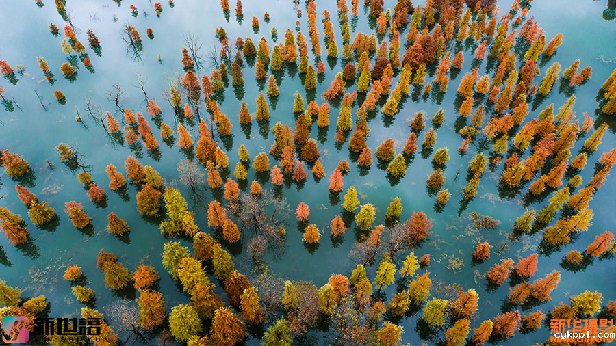 光影构图的艺术：镜头聚焦水杉映红长潭湖