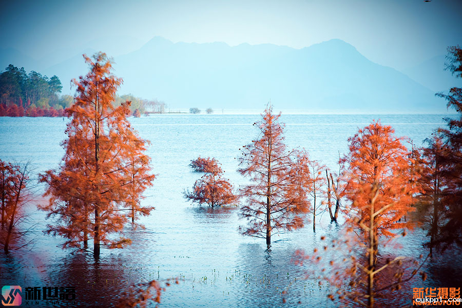 光影构图的艺术：镜头聚焦水杉映红长潭湖