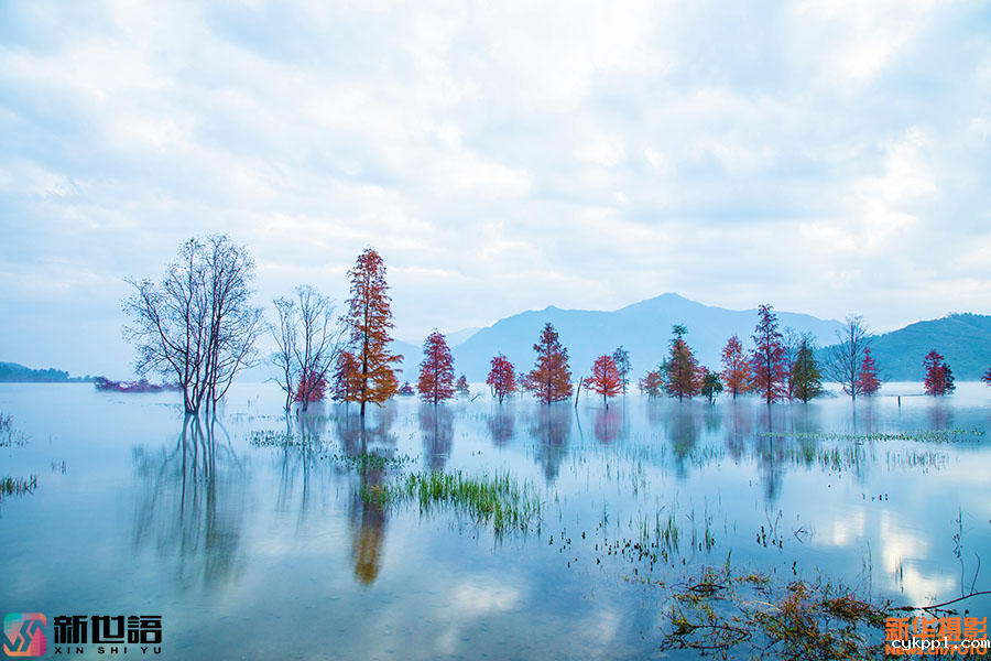 光影构图的艺术：镜头聚焦水杉映红长潭湖