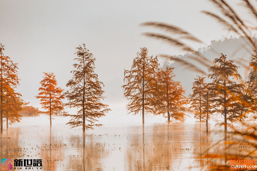 光影构图的艺术：镜头聚焦水杉映红长潭湖