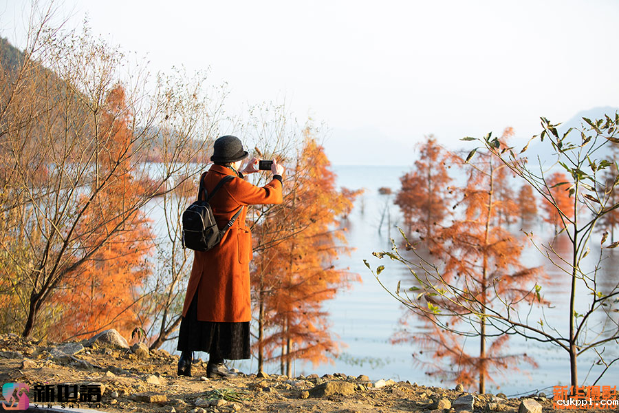 光影构图的艺术：镜头聚焦水杉映红长潭湖