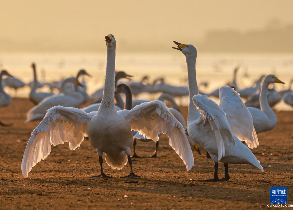 光影中的天鹅湖