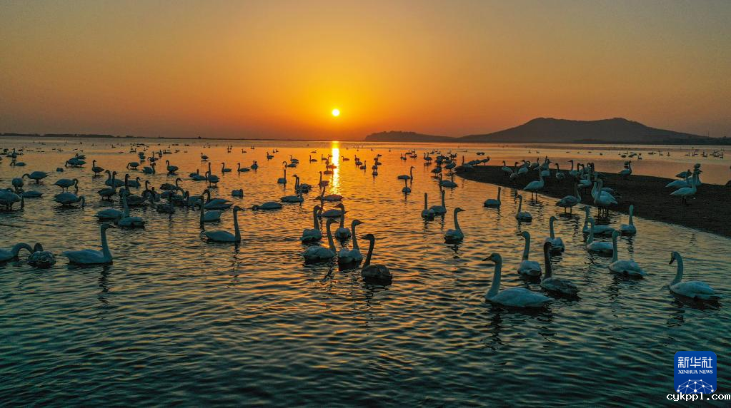 光影中的天鹅湖