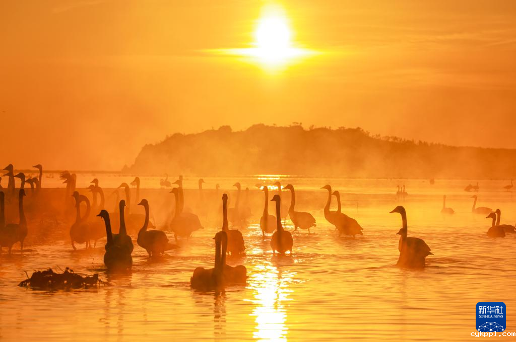 光影中的天鹅湖