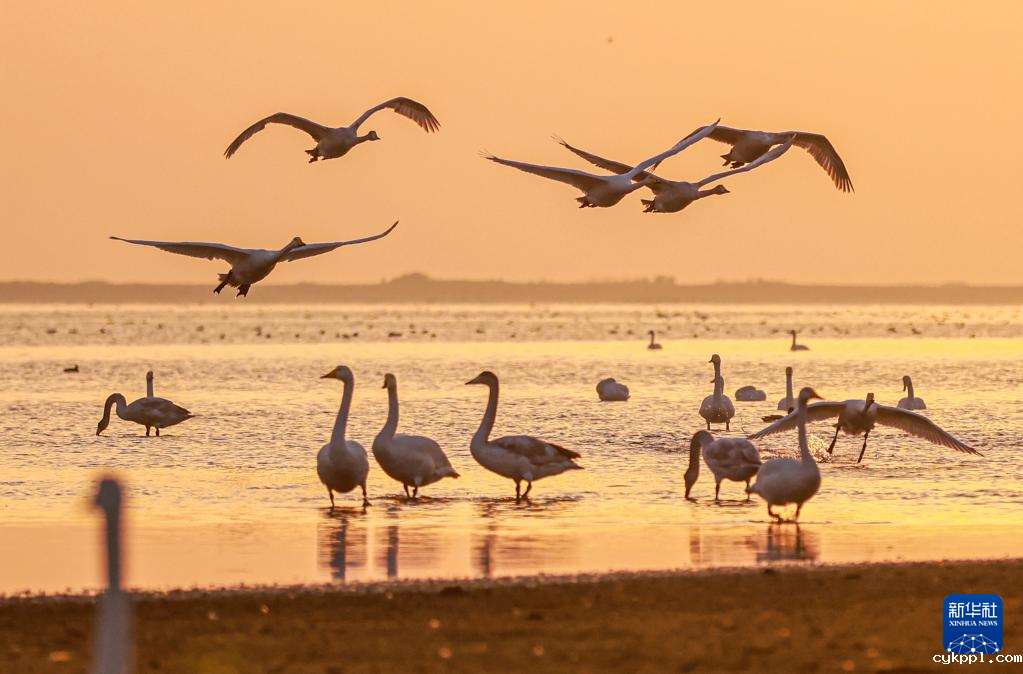 光影中的天鹅湖