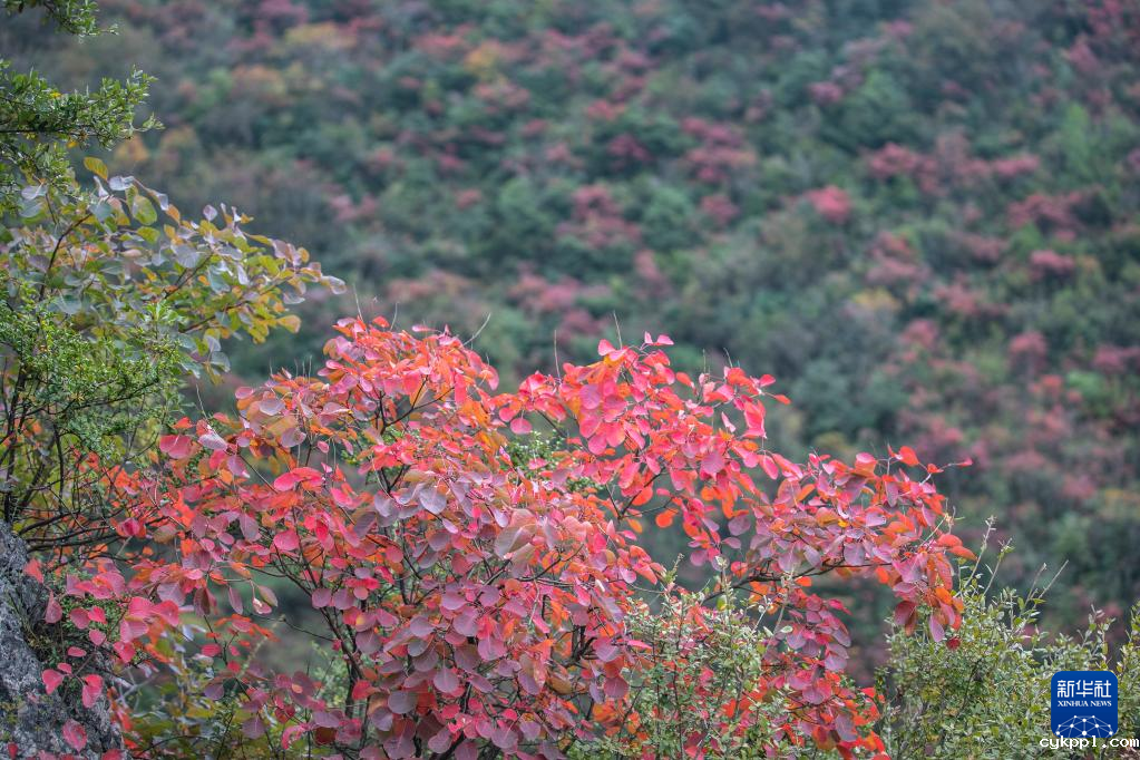 漫山斑斓 层林尽染 漫山斑斓 层林尽染