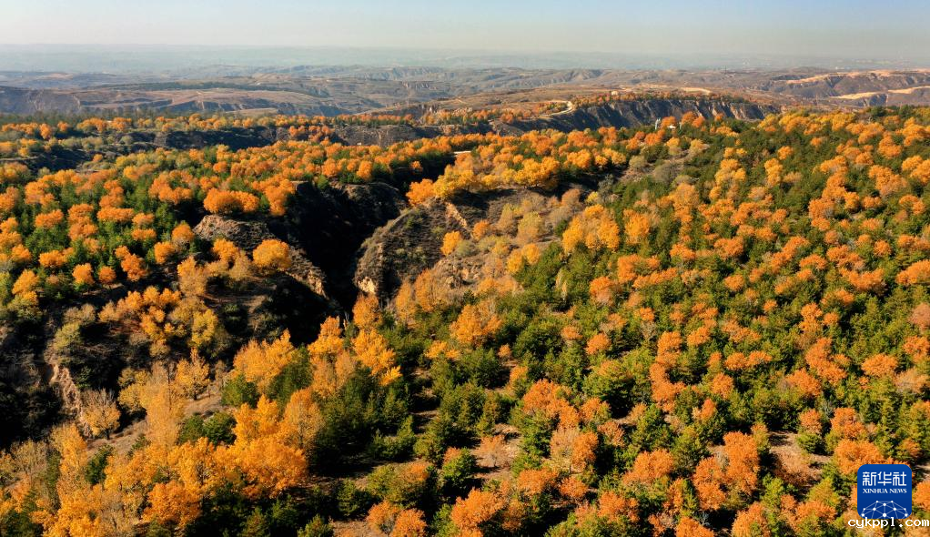漫山斑斓 层林尽染 漫山斑斓 层林尽染