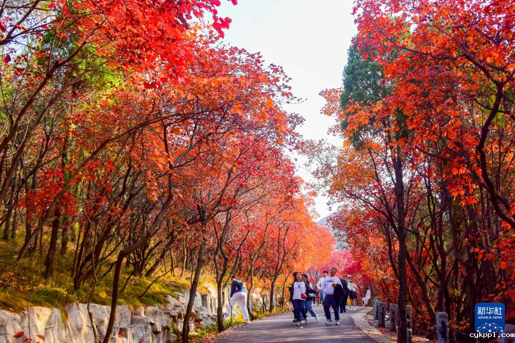 漫山斑斓 层林尽染 漫山斑斓 层林尽染