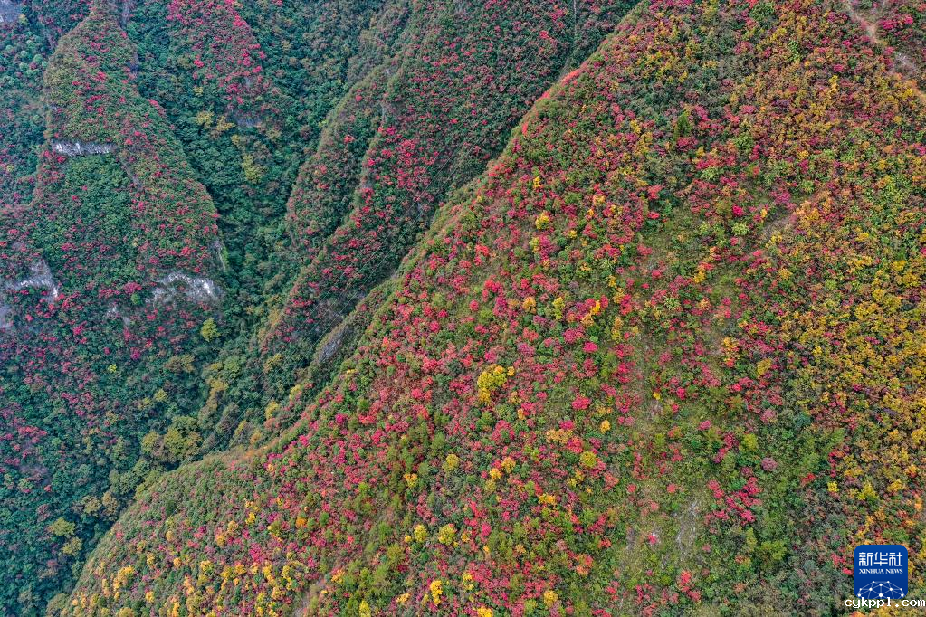 漫山斑斓 层林尽染 漫山斑斓 层林尽染