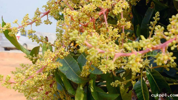 【“飞阅”中国】吃过芒果的你，见过漫山遍野的芒果花吗？