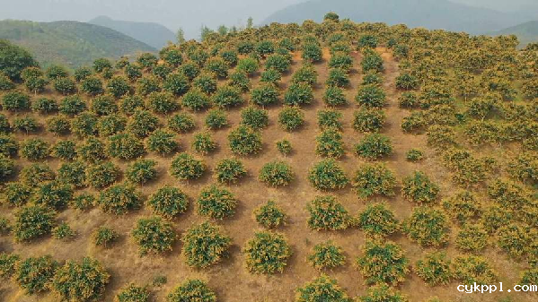 【“飞阅”中国】吃过芒果的你，见过漫山遍野的芒果花吗？