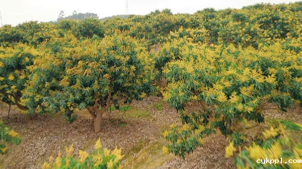 【“飞阅”中国】吃过芒果的你，见过漫山遍野的芒果花吗？