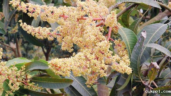【“飞阅”中国】吃过芒果的你，见过漫山遍野的芒果花吗？
