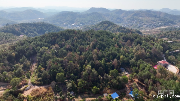 无人机“上岗”！娄底森林防火添“新兵”