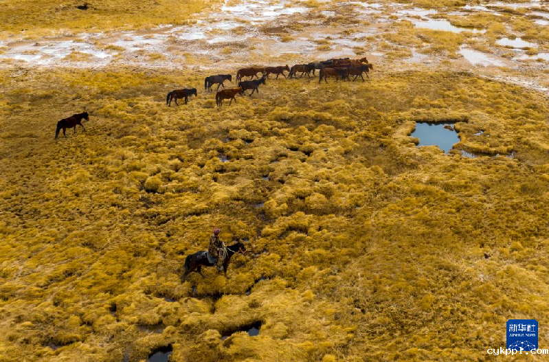 震撼视觉冲击：无人机航拍甘肃阿克塞马群转场