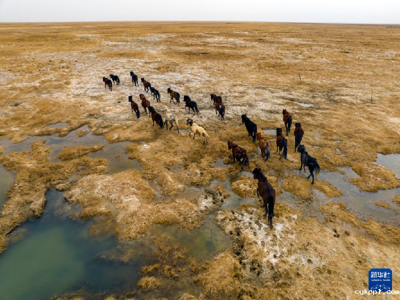 震撼视觉冲击：无人机航拍甘肃阿克塞马群转场