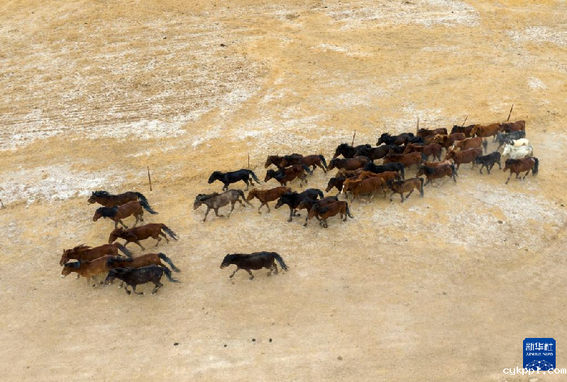 震撼视觉冲击：无人机航拍甘肃阿克塞马群转场