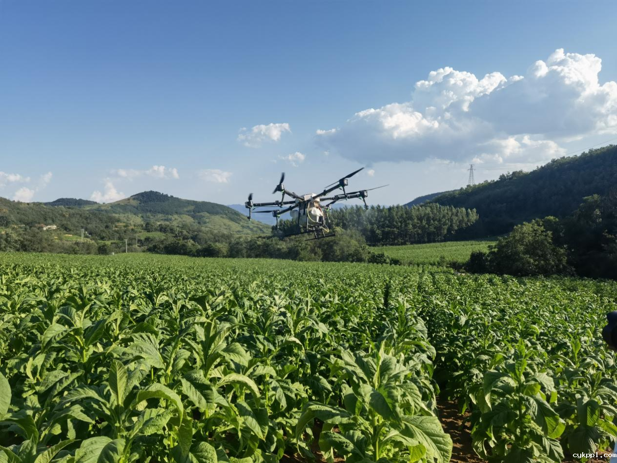河南卢氏:小小无人机 烟农“大帮手”