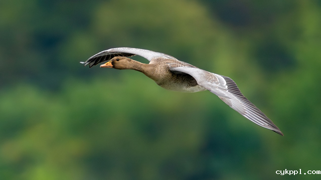 索尼最轻 F2.8 超远摄 G 大师镜头 FE 300mm F2.8 GM OSS 发布