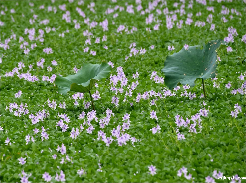 最美丽的家乡河——汉江
