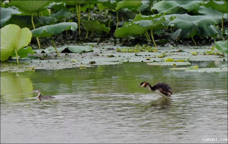最美丽的家乡河——汉江